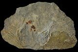 Rare English Pentacrintes Crinoid Fossil - Dorset, UK #94769-2